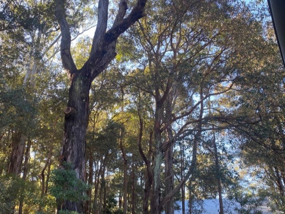 Mature trees in Na h-Eileanan Siar parkland with a property visible in the background